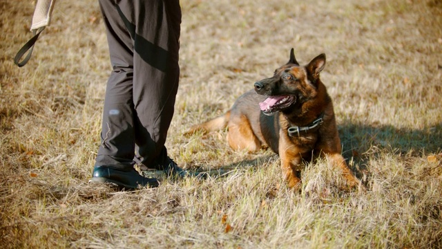 一只德国牧羊犬在训练者的命令下在草地上打滚视频下载