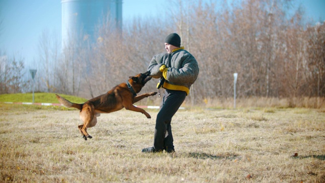 一名男子正在训练他的德国牧羊犬——这只狗紧咬着防护外套，围着自己转视频下载