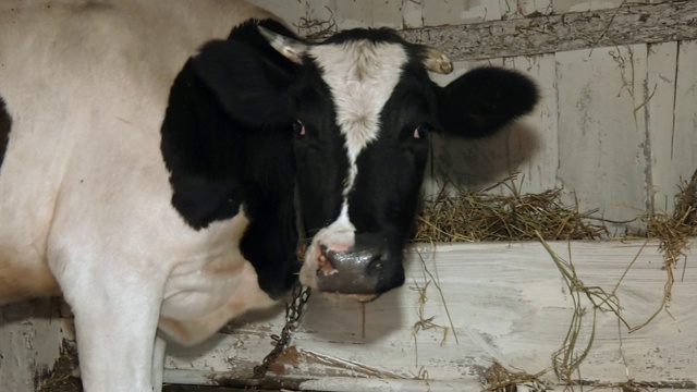 在牲棚棚里自由放养的有机奶牛的臀部，它们的大奶头装满了牛奶。黑白奶牛在农场的马厩里吃干草。有选择性的重点。视频下载