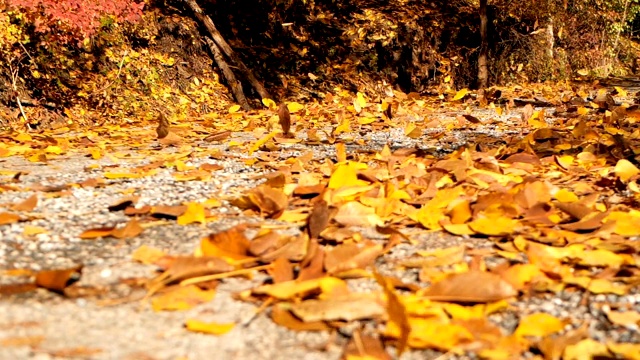 慢镜头特写:五彩缤纷的秋叶在一辆汽车后面飞舞视频下载