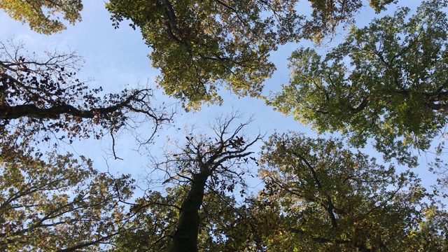 阳光照耀的树梢和森林里飘落的秋叶视频素材