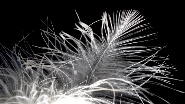 微距特写的白色鸟羽毛风在一个黑色的背景。视频素材