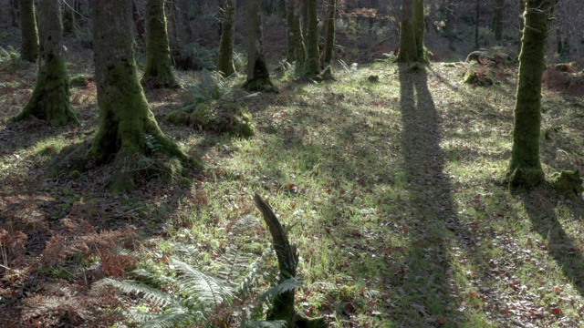 落叶林地的高角度视图，地面被枯萎的蕨类植物和叶子覆盖视频素材