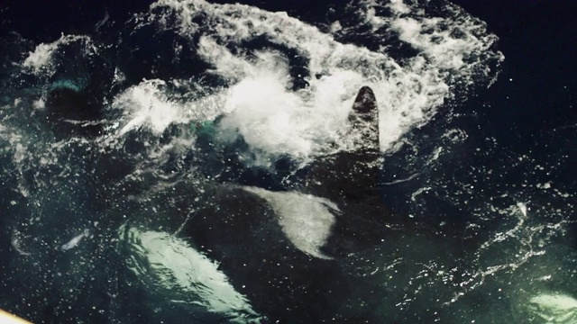 虎鲸与挪威海渔业的互动视频素材