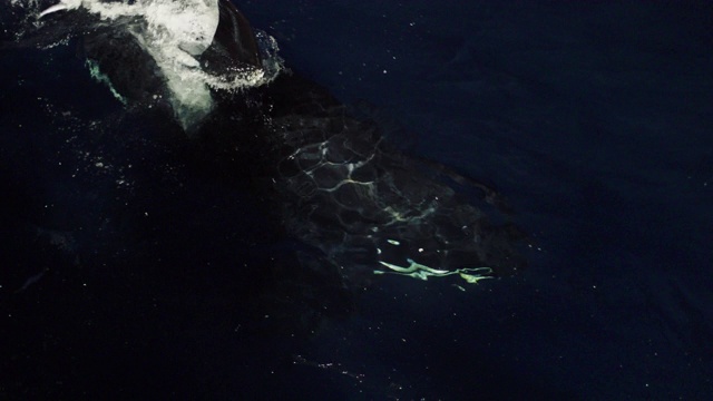 虎鲸与挪威海渔业的互动视频素材