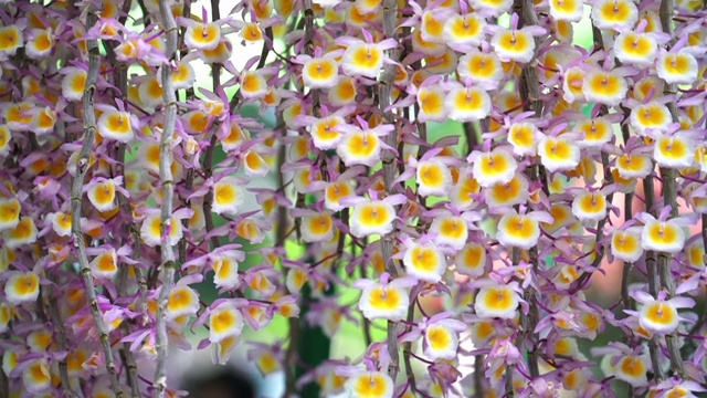 石斛兰在春天绽放，点缀着大自然的美景视频下载