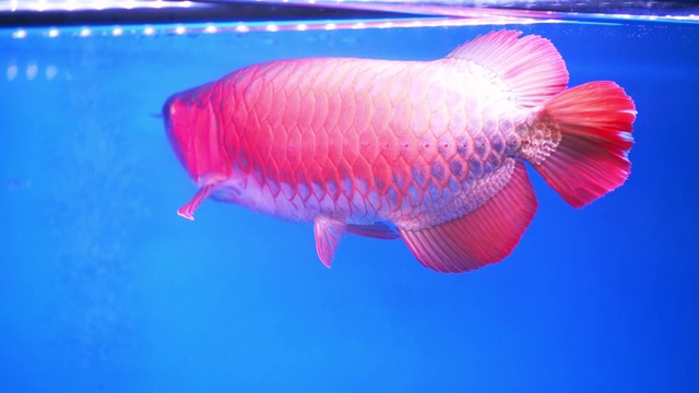 龙鱼在水族馆，这是一个喜爱的鱼长身体视频素材