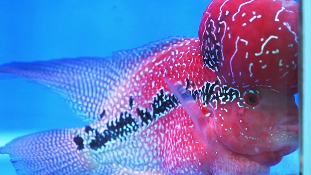 花角慈鲷鱼在水族馆里游泳视频下载