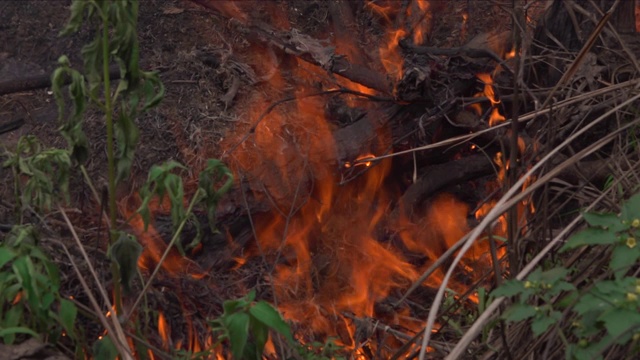 亚马逊雨林大火视频素材
