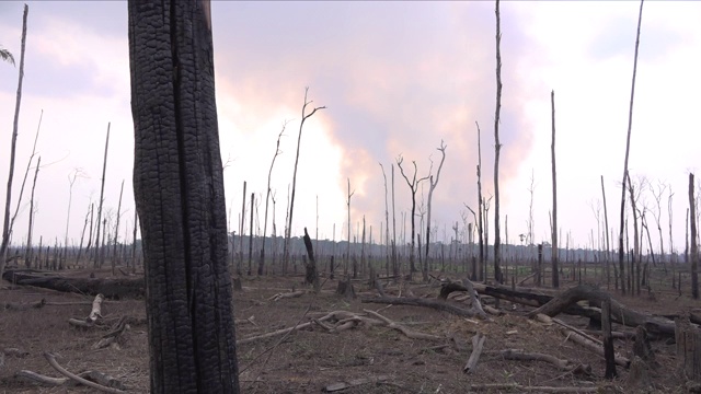亚马逊雨林大火视频素材
