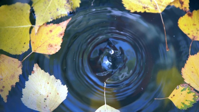 水滴从树枝上落在表面，形成水圈视频素材