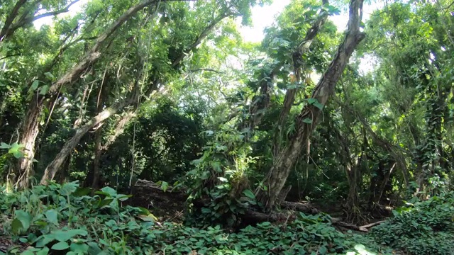 POV徒步旅行的太阳，树木和森林附近的檀香山湾在毛伊岛，夏威夷。——延时视频下载
