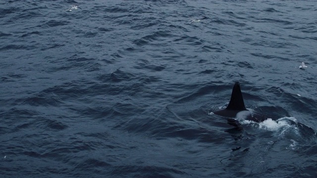挪威海的野生虎鲸视频素材