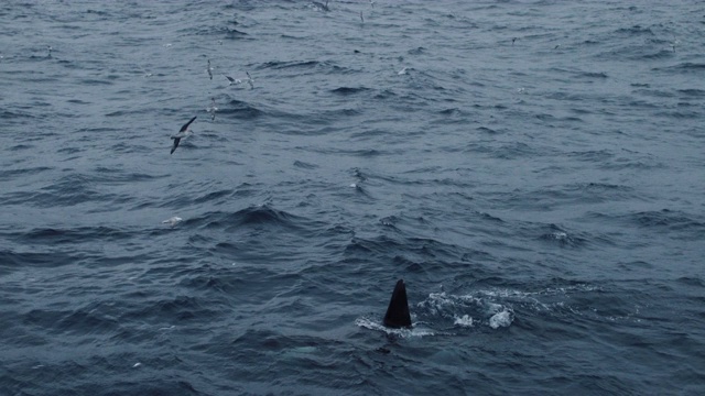 挪威海的野生虎鲸视频素材