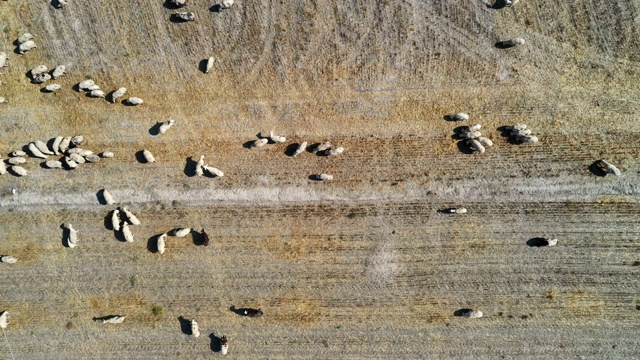 鸟瞰图飞过土耳其的绵羊和乡村视频素材