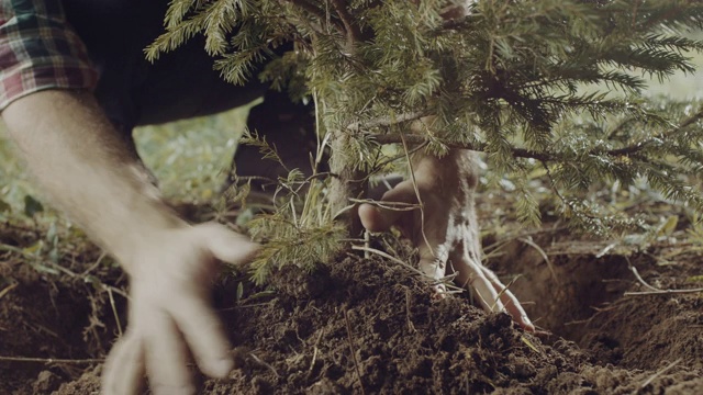 种植一棵树!视频素材