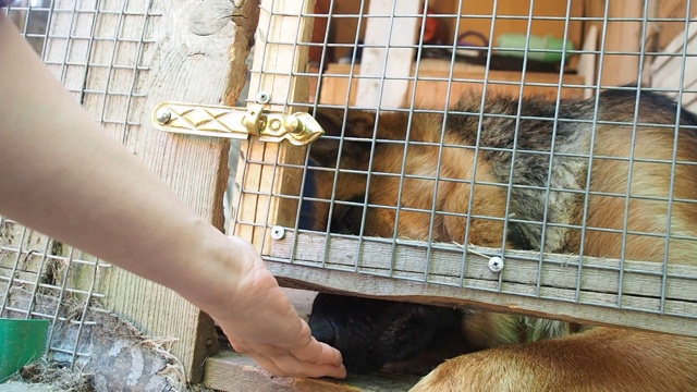 德国牧羊犬在笼子里，一个女人的手喂狗通过门的栏杆视频下载