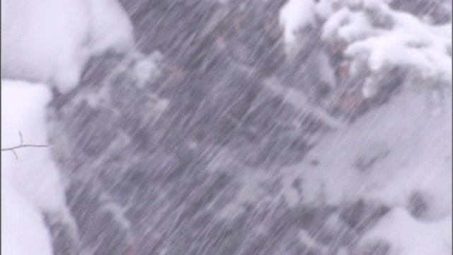 暴风雪用雪覆盖了一棵树。视频下载