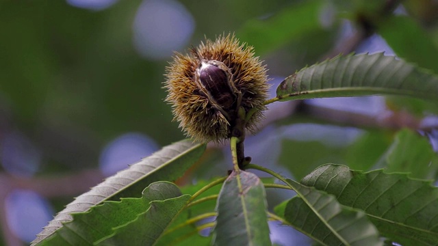 近距离观察生长在“Curral das Freiras”，葡萄牙马德拉岛栗树树枝上的栗子视频素材