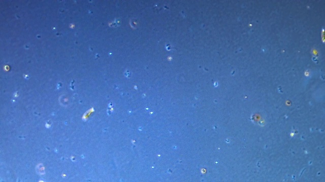 显微镜下的微生物视频素材
