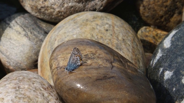 小Plebejus Argus蝴蝶坐在一块潮湿的石头上视频下载