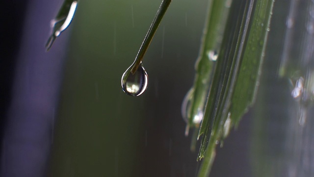 雨滴或绿色草地上的水滴的极端微距特写。慢动作拍摄。视频素材