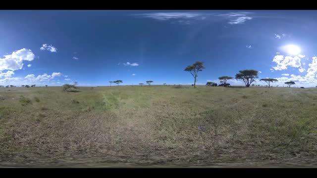 在稀树大草原的树下的大象视频素材