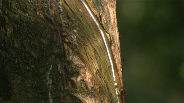 树液在橡胶树的树皮上顺着沟流下来。视频下载