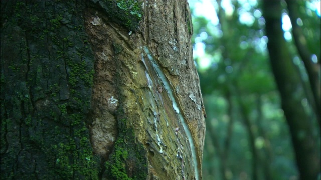 一个人在橡胶树的树皮上刻了一个凹槽。视频下载