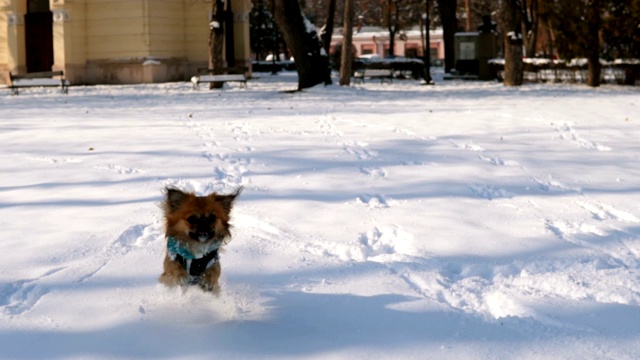 北京狗在雪中玩耍视频素材