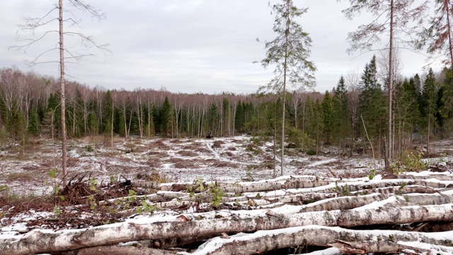 被砍伐的森林视频素材