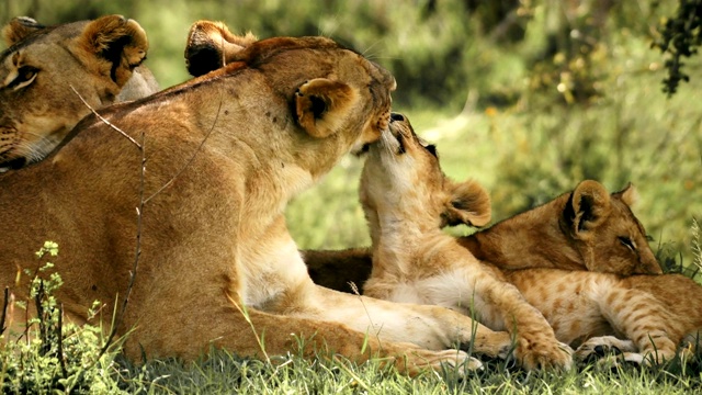 母狮正在给她的幼崽梳理毛发视频下载