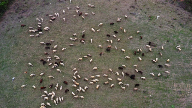 牧场上的羊。视频素材
