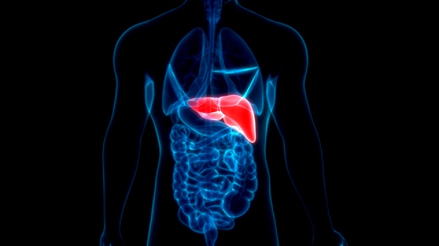 人体内部消化器官肝脏解剖视频下载