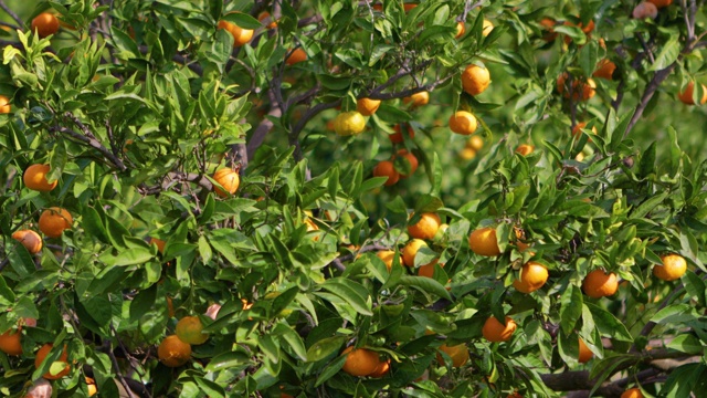 橘子树上的果实视频下载
