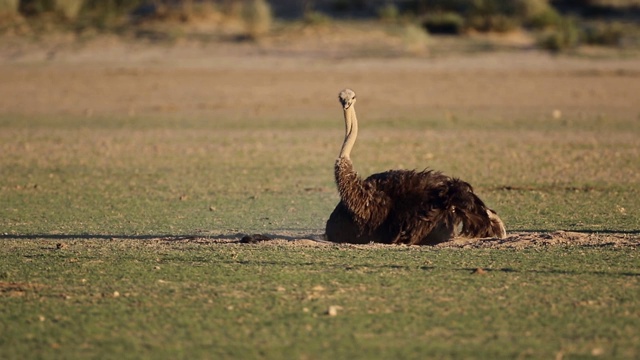 南非喀拉哈里沙漠，一只鸵鸟(Struthio camelus)正在洗沙浴视频素材