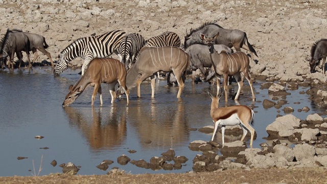 斑马，跳羚，羚羊和角马聚集在Etosha国家公园的一个水坑里视频素材