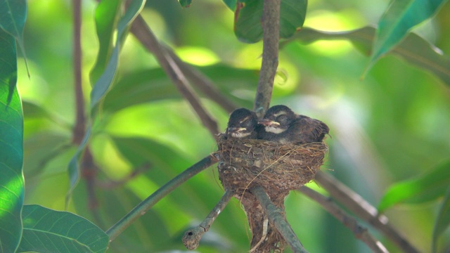 鸟宝宝睡在巢里视频下载