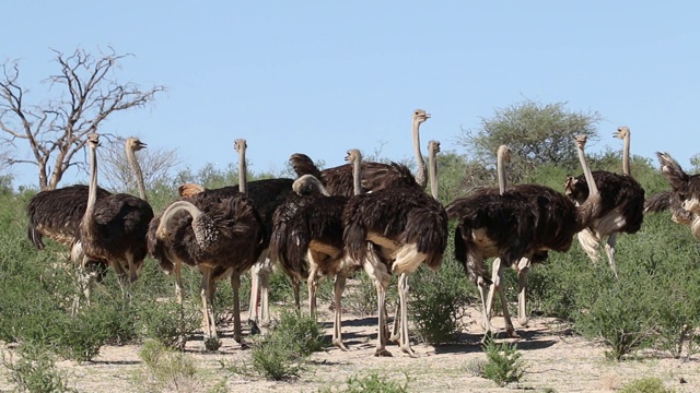 南非喀拉哈里沙漠自然栖息地的一群鸵鸟(鸵鸟)视频素材