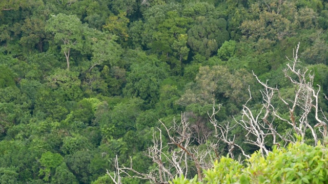 在刮风的日子，热带雨林里的绿色奇异树木的树冠。明亮多汁的异国热带丛林。郁郁葱葱的树叶抽象自然深绿色植被背景。视频素材