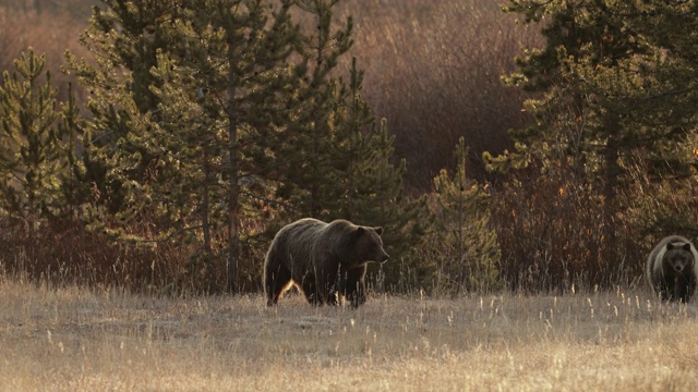 WS 4K拍摄的著名灰熊#610(熊)，她和她的幼崽前往巢穴视频素材