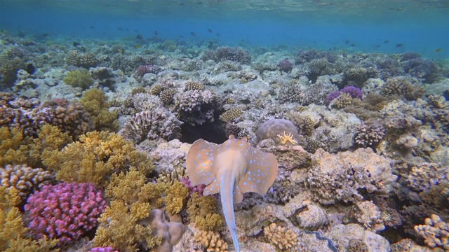 蓝色带尾鳐鱼游泳在红海-马萨阿拉姆-埃及视频素材