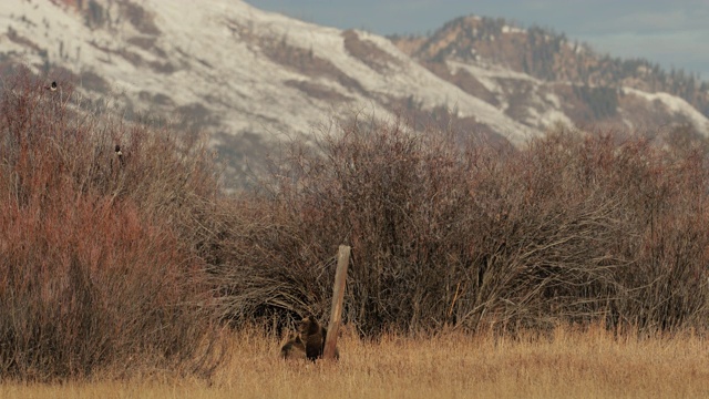 WS 4K拍摄的著名灰熊#610(熊的arctos)幼崽，他们停下来摩擦一根杆子视频素材