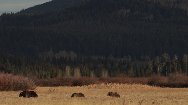 WS 4K拍摄的著名灰熊#610(熊)，她和她的幼崽前往巢穴视频素材