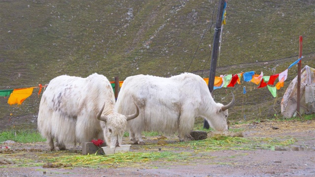 中国青海省拉积山的牦牛在吃草。视频素材
