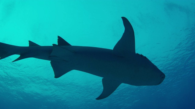 黄褐色的护士鲨，在黄昏的珊瑚礁，马尔代夫印度洋视频下载