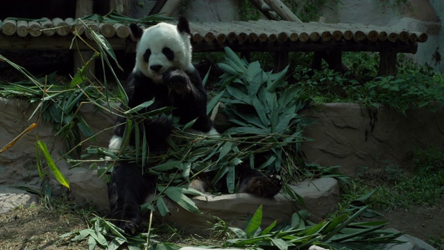 慢镜头，熊猫吃竹子视频素材