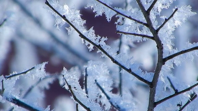 冬天树枝上的霜冻图案视频购买