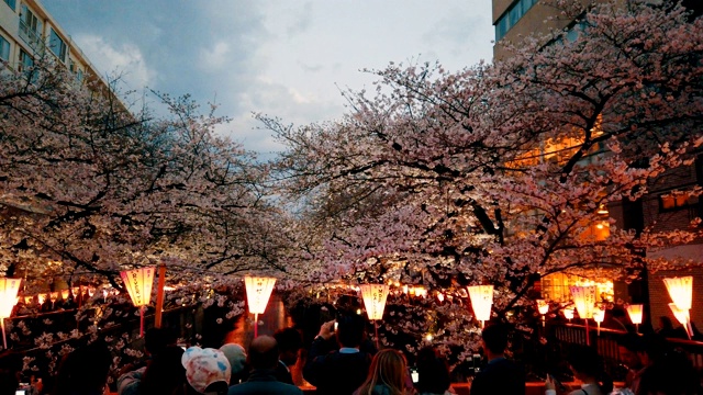 许多游客在观赏梅黑河的樱花。日本东京视频素材