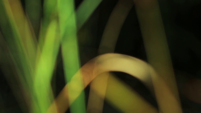 草绿模糊抽象森林视频视频素材